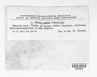 Image of Discina pallida